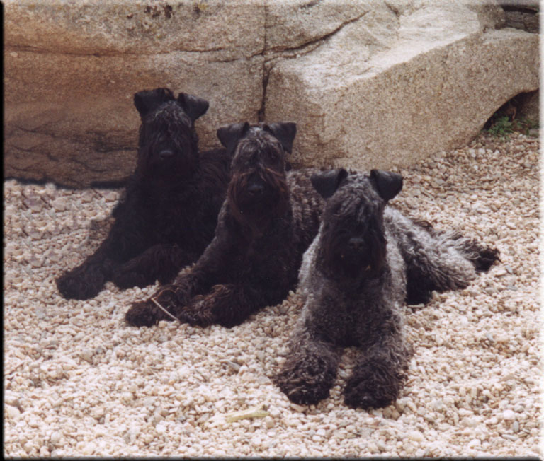 Kerry Blue Terrier de La Cadiera. <div>Las 3 Marias: Sony, Chachi y Lara</div>