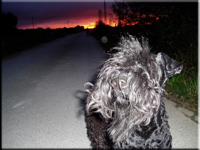 Kerry Blue Terrier de La Cadiera. 