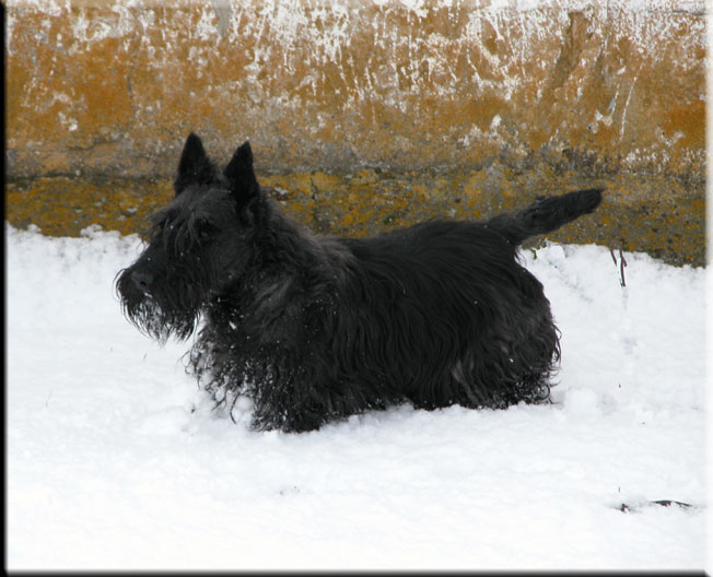 Kerry Blue Terrier de La Cadiera. <div>Archie</div>
