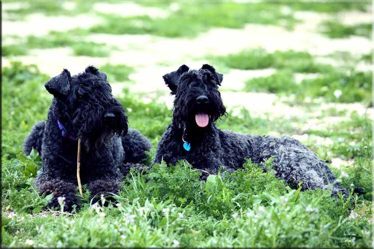 Kerry Blue Terrier de La Cadiera. Nua con su Azul
