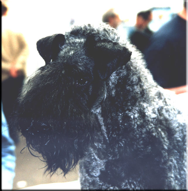 Kerry Blue Terrier de La Cadiera. Uberta