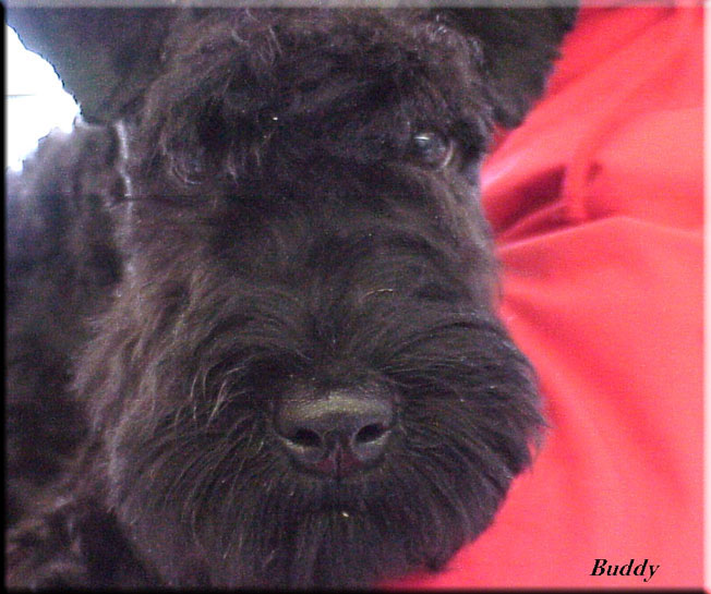 Kerry Blue Terrier de La Cadiera. Buddy en U.S.A.