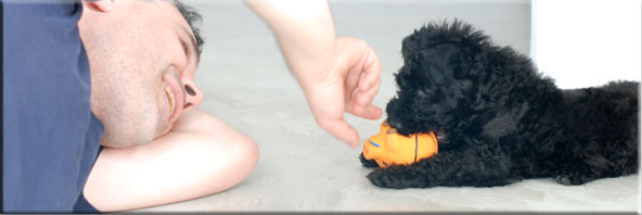 Kerry Blue Terrier de La Cadiera. Camilo y Javier