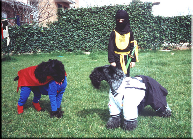 Kerry Blue Terrier de La Cadiera. Otto y Pepa Bandera en los Carnavales