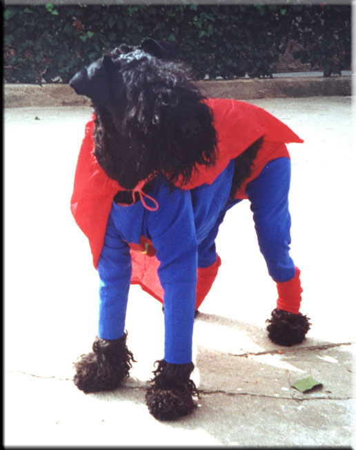 Kerry Blue Terrier de La Cadiera. Otto y Pepa Bandera en los Carnavales
