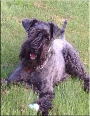 Kerry Blue Terrier de La Cadiera. Casper