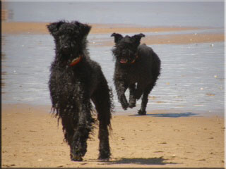 Kerry Blue Terrier de La Cadiera. Casper & Morita
