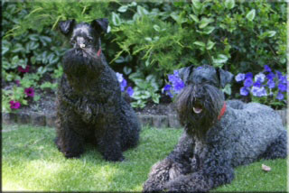 Kerry Blue Terrier de La Cadiera. Casper & Morita