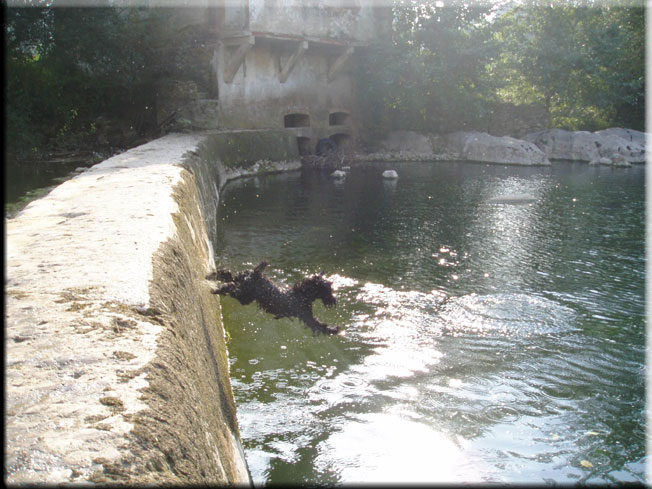 Kerry Blue Terrier de La Cadiera. Cellisca saltando al embalse !!!