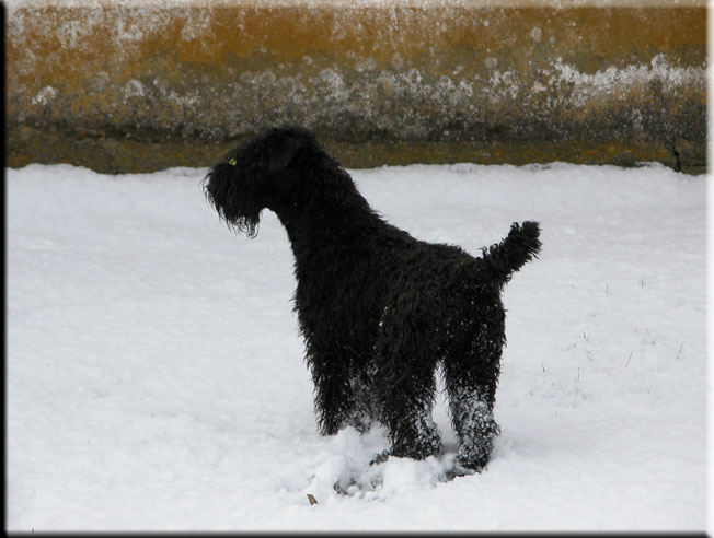 Kerry Blue Terrier de La Cadiera. Charito en la nieve