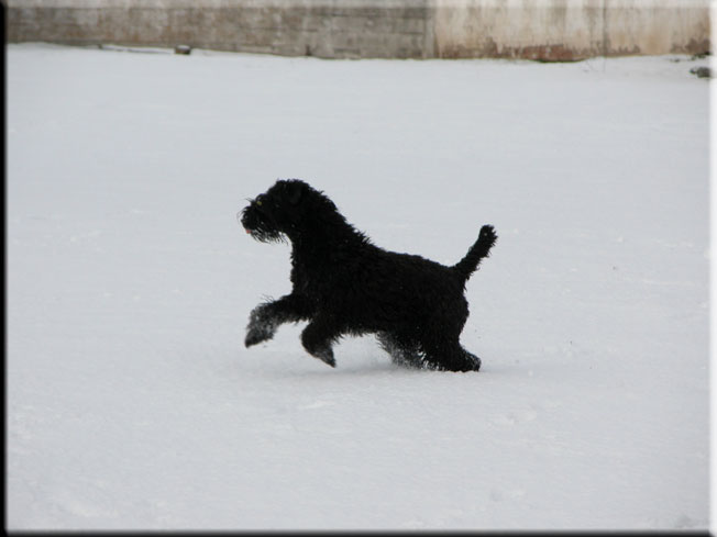 Kerry Blue Terrier de La Cadiera. Charito en la nieve