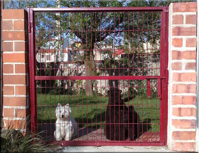 Kerry Blue Terrier de La Cadiera. Cas y Motoreta con Kallessi