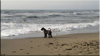 Kerry Blue Terrier de La Cadiera. Darcy en la playa