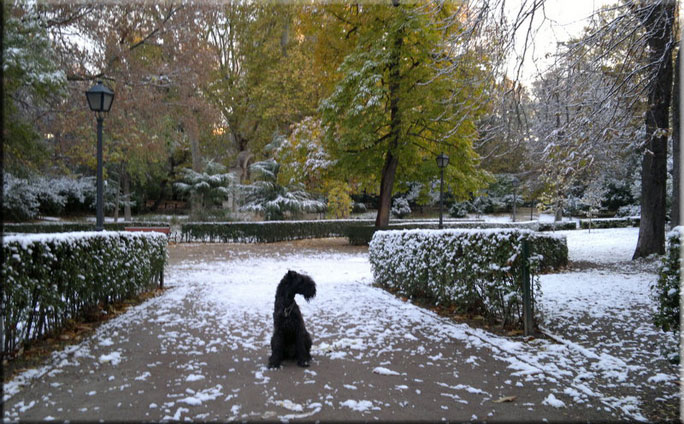 Kerry Blue Terrier de La Cadiera. Darcy