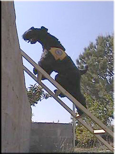 Kerry Blue Terrier de La Cadiera. Kiko Veneno