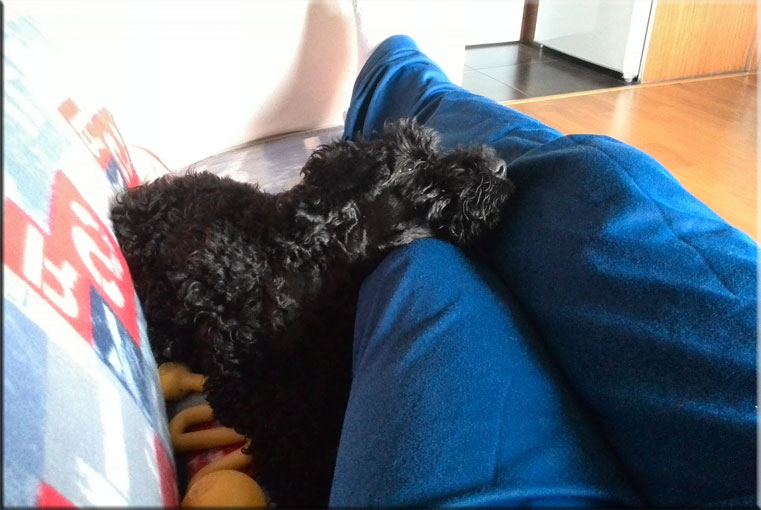 Kerry Blue Terrier de La Cadiera. Draco en su nueva casa !