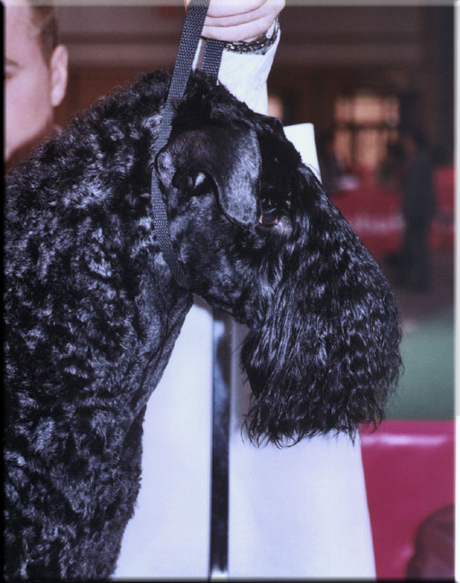 Kerry Blue Terrier de La Cadiera. Vaya Tela de La Cadiera