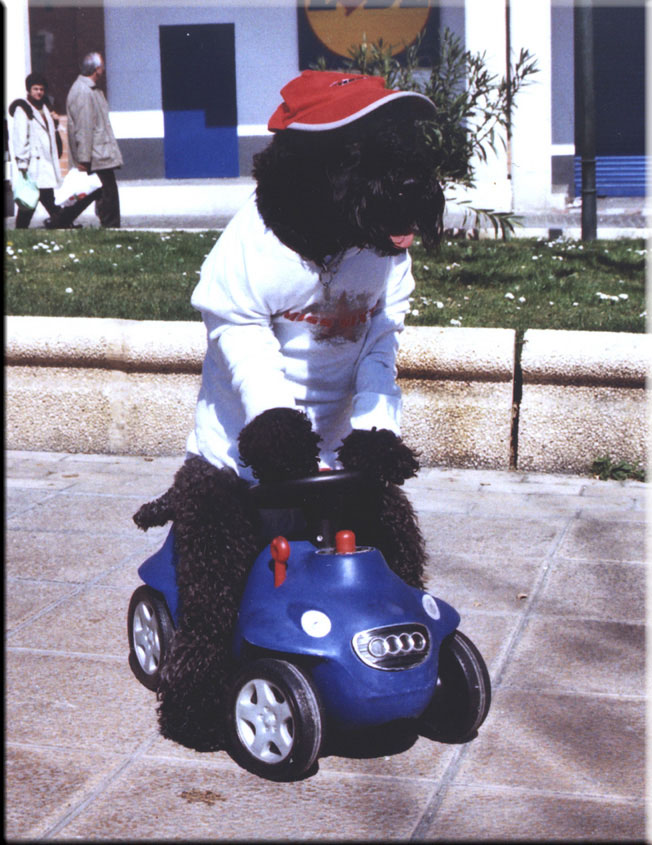 Kerry Blue Terrier de La Cadiera. Vaya Tela de La Cadiera