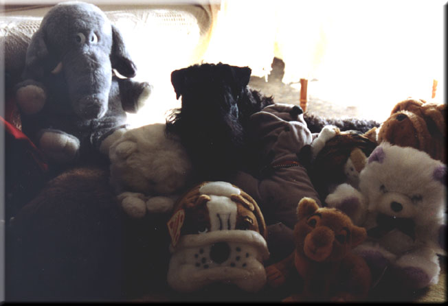 Kerry Blue Terrier de La Cadiera. Vaya Tela de La Cadiera