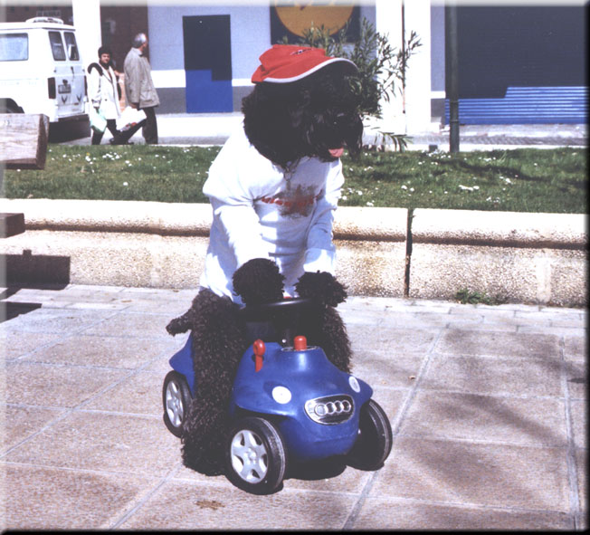 Kerry Blue Terrier de La Cadiera. Vaya Tela de La Cadiera