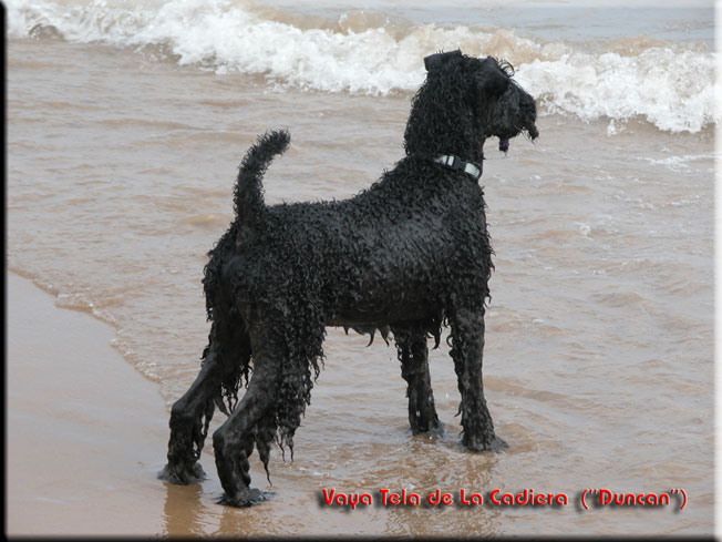 Kerry Blue Terrier de La Cadiera. Vaya Tela de La Cadiera
