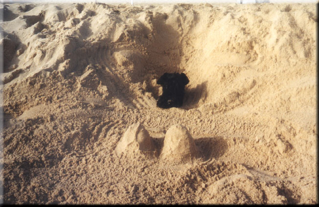 Kerry Blue Terrier de La Cadiera. Vaya Tela de La Cadiera