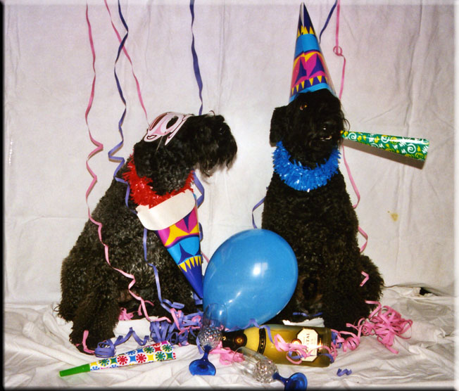 Kerry Blue Terrier de La Cadiera. Vaya Tela y Ubabuluba Balambambu