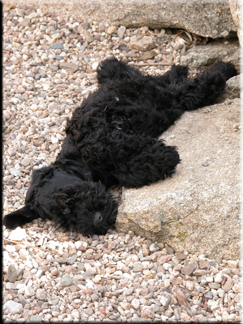 Kerry Blue Terrier de La Cadiera. El Cordobes de La Cadiera