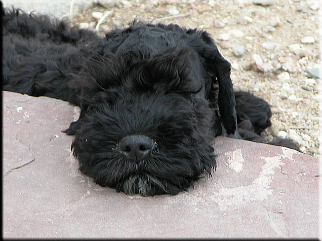 Kerry Blue Terrier de La Cadiera. El Cordobes de La Cadiera