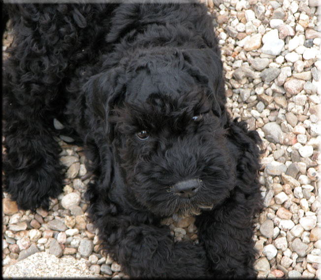 Kerry Blue Terrier de La Cadiera. El Cordobes de La Cadiera