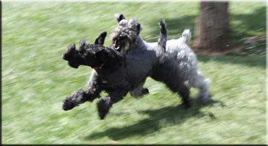 Kerry Blue Terrier de La Cadiera. Enzo & Emma