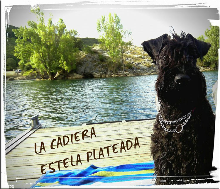 Kerry Blue Terrier de La Cadiera. Estela aprendiendo a nadar