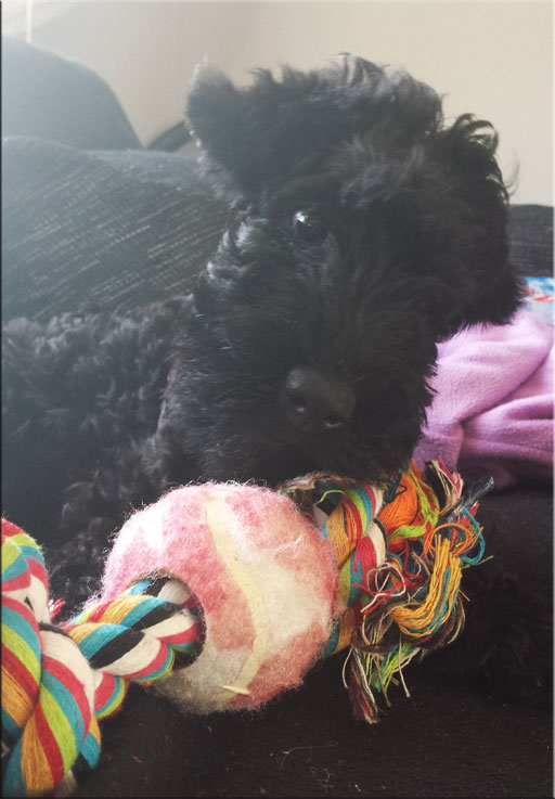 Kerry Blue Terrier de La Cadiera. Kira