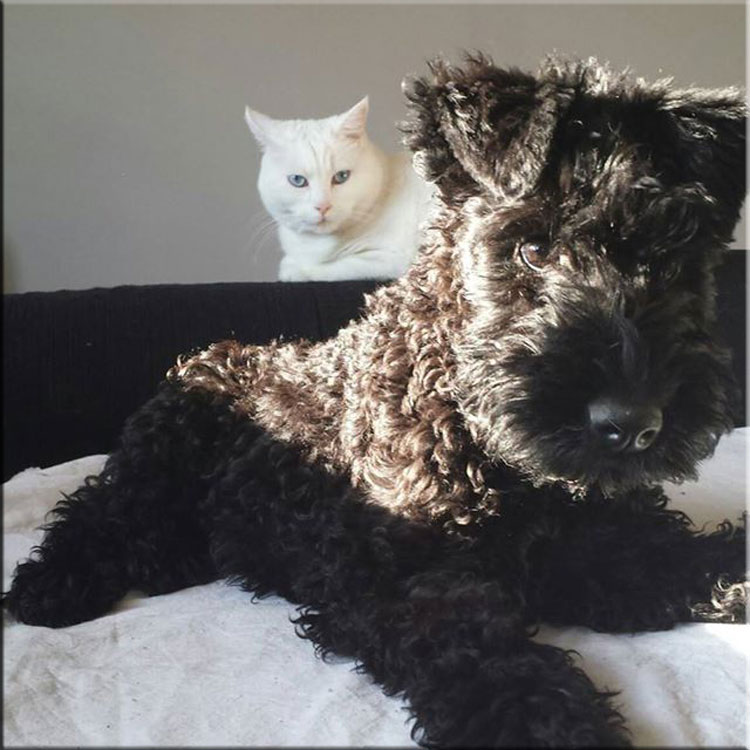 Kerry Blue Terrier de La Cadiera. Kira haciendo amigos !