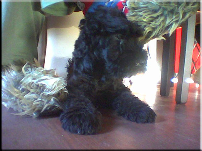 Kerry Blue Terrier de La Cadiera. Fashion de La Cadiera