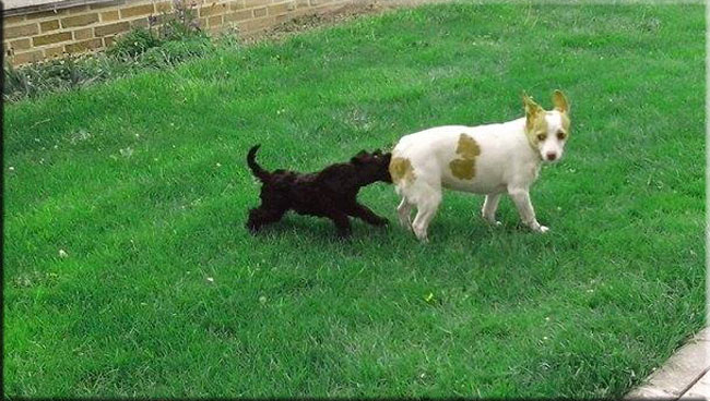 Kerry Blue Terrier de La Cadiera. Felicity Tóma a Tula