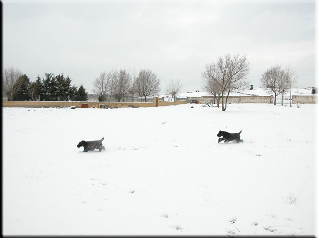 Kerry Blue Terrier de La Cadiera. Corriendo en la nieve