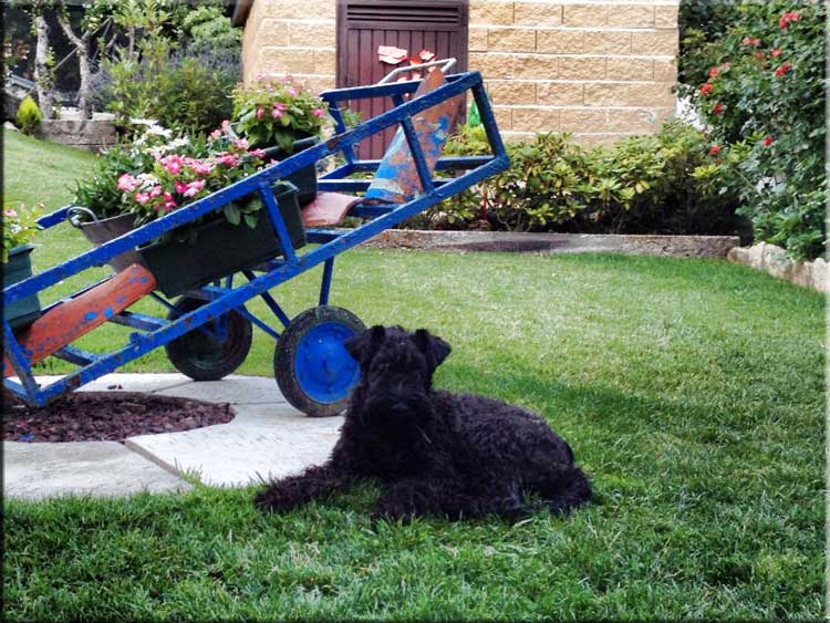 Kerry Blue Terrier de La Cadiera. Fiona en Miraflores