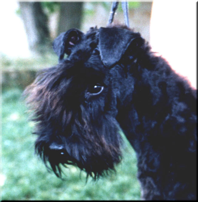 Kerry Blue Terrier de La Cadiera. Fran