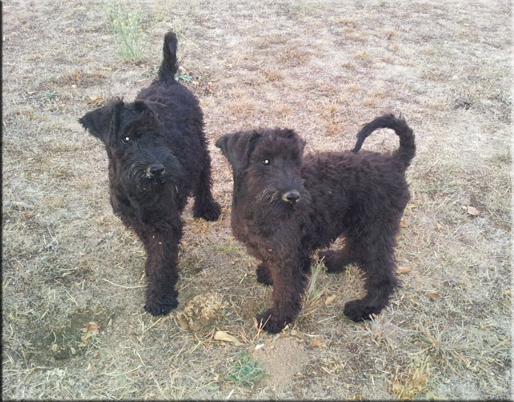 Kerry Blue Terrier de La Cadiera. Ginebra & Galadriel