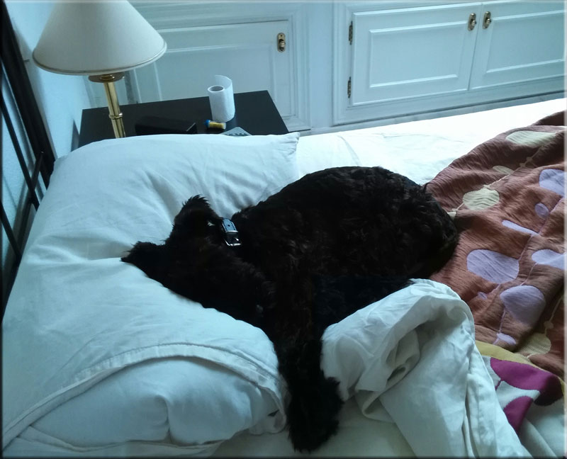 Kerry Blue Terrier de La Cadiera. Gloria Bendita en la "Gloria"!