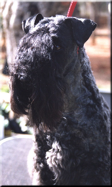 Kerry Blue Terrier de La Cadiera. Huellita
