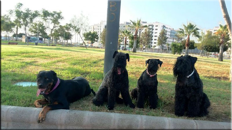 Kerry Blue Terrier de La Cadiera. Hugo con amigos