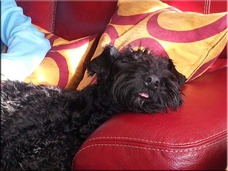 Kerry Blue Terrier de La Cadiera. Jana frita con lengua