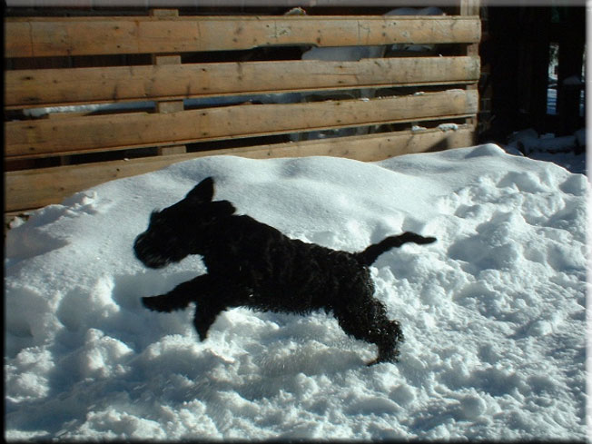 Kerry Blue Terrier de La Cadiera. Jenna