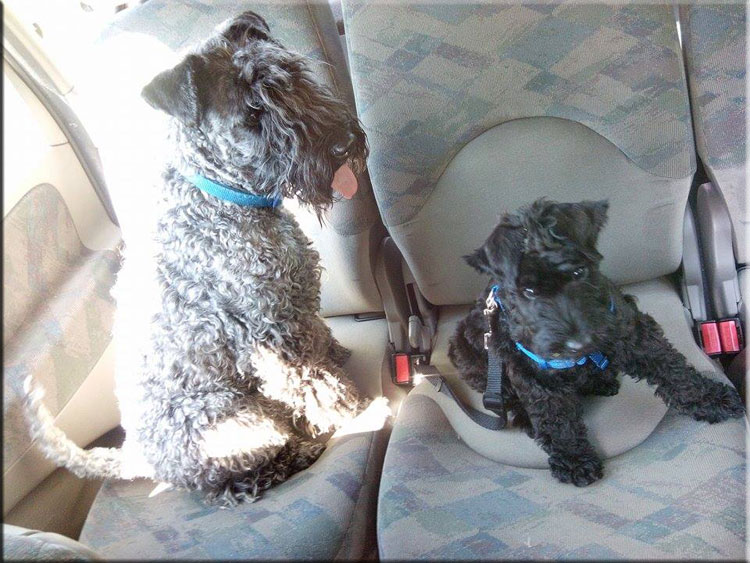 Kerry Blue Terrier de La Cadiera. Ka & Kerry Kei