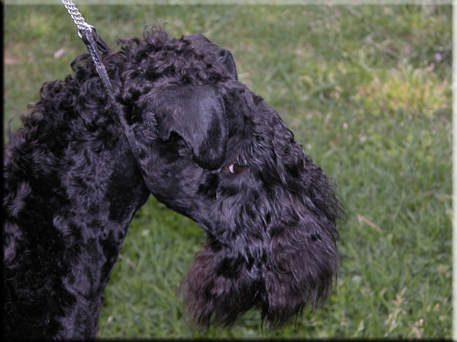 Kerry Blue Terrier de La Cadiera. Kasper