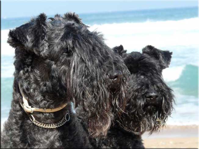 Kerry Blue Terrier de La Cadiera. Kasper y Morita