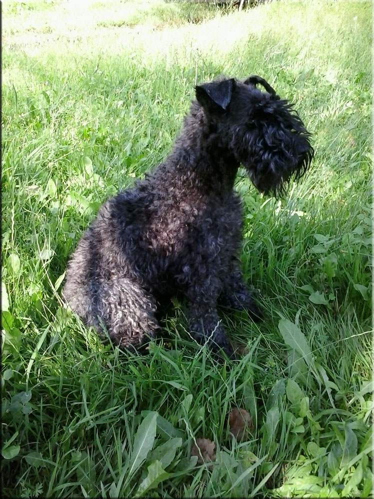 Kerry Blue Terrier de La Cadiera. Keka