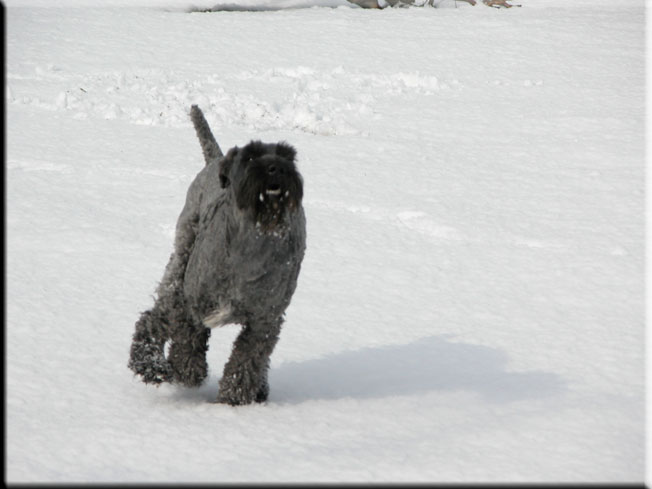 Kerry Blue Terrier de La Cadiera. Kerry